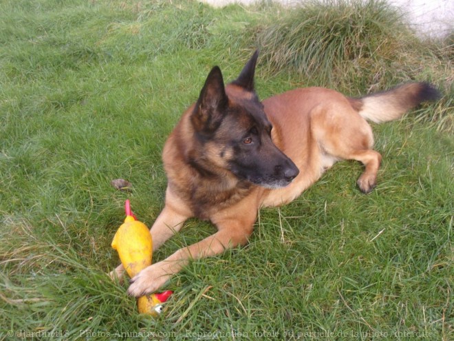 Photo de Berger belge malinois