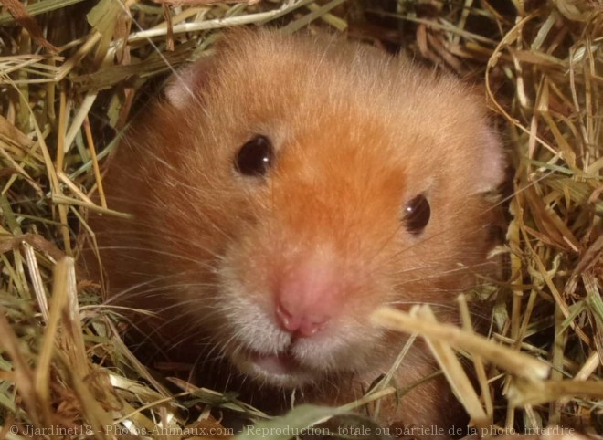 Photo de Hamster