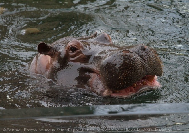 Photo de Hippopotame