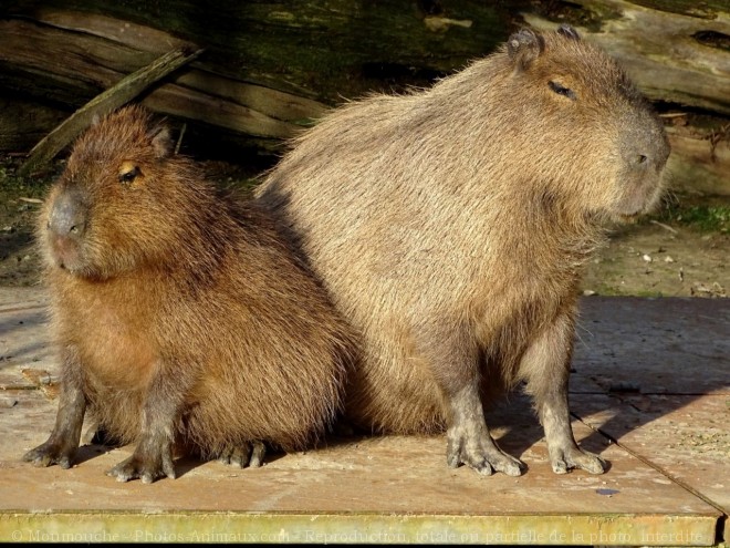 Photo de Cabiai ou capybara