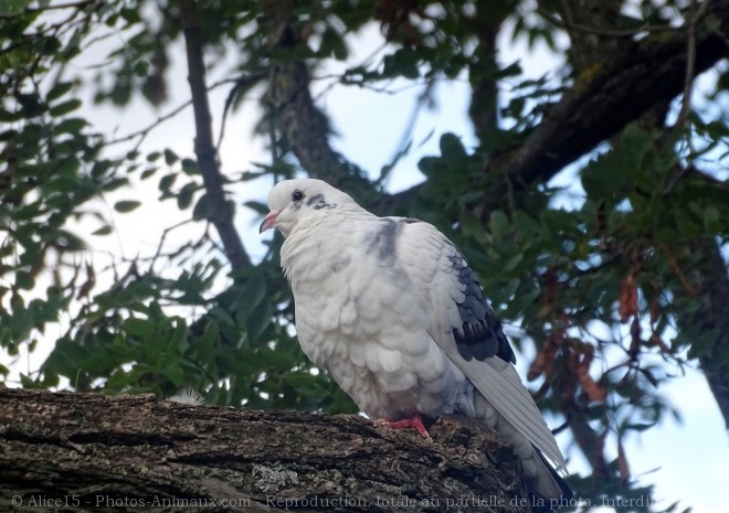 Photo de Pigeon