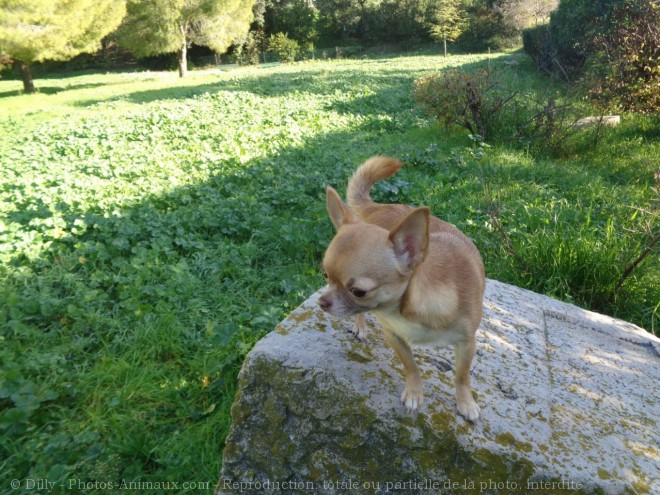 Photo de Chihuahua  poil court