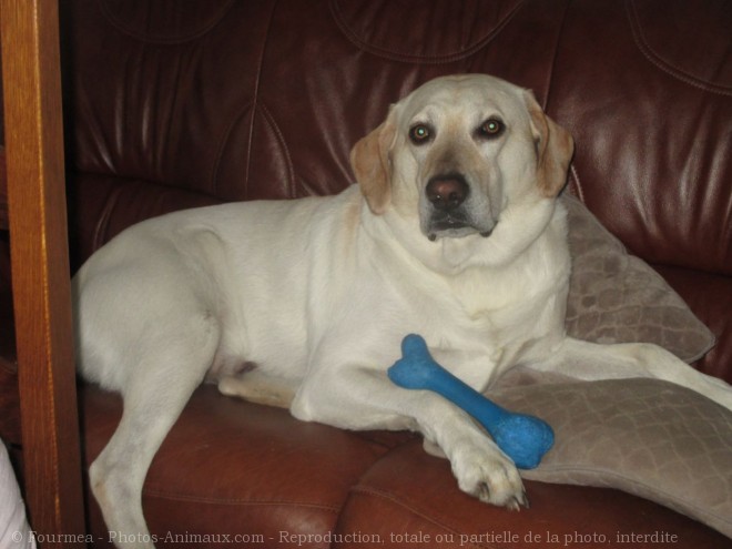 Photo de Labrador retriever