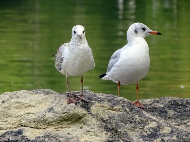 Photo de Mouette