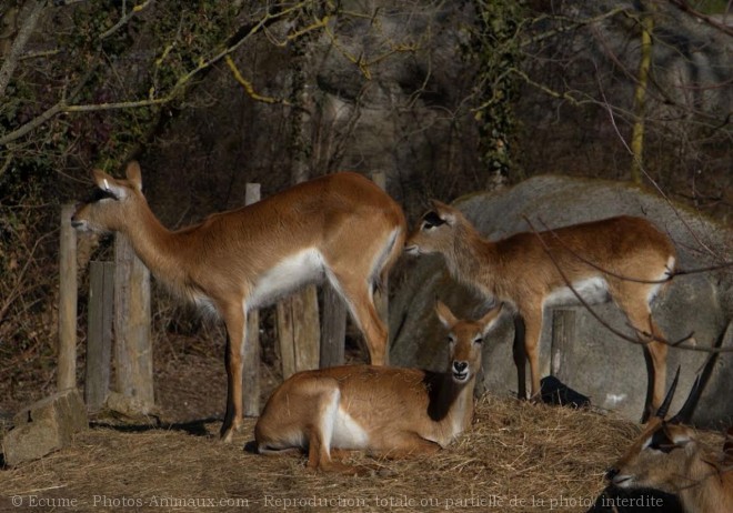 Photo de Cobe de lechwe