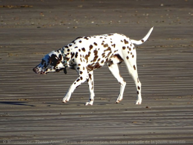 Photo de Dalmatien