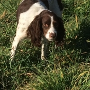 Photo d'English springer spaniel