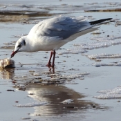 Photo de Mouette