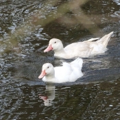 Photo de Canard