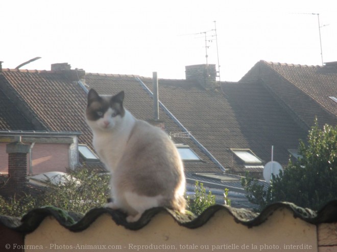 Photo de Chat domestique