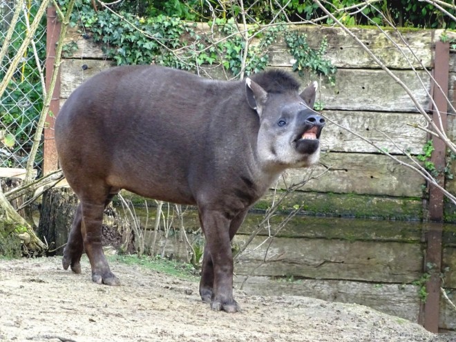 Photo de Tapir