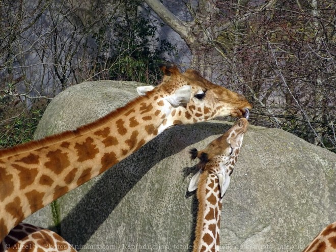 Photo de Girafe