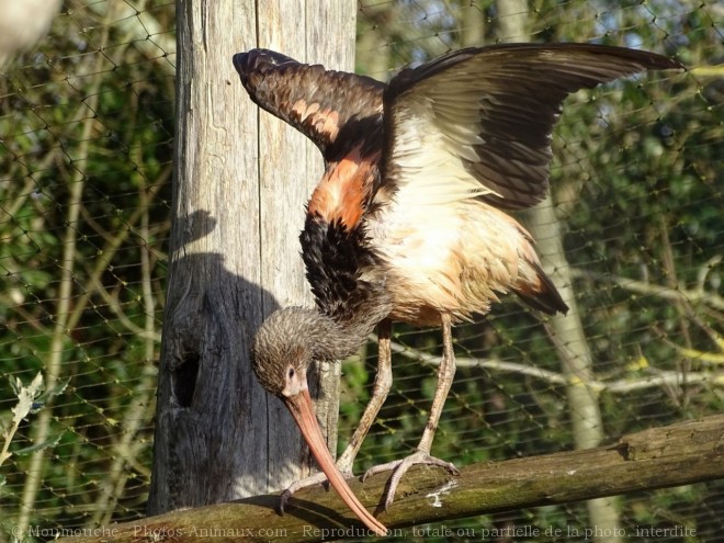 Photo d'Ibis