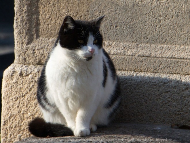 Photo de Chat domestique