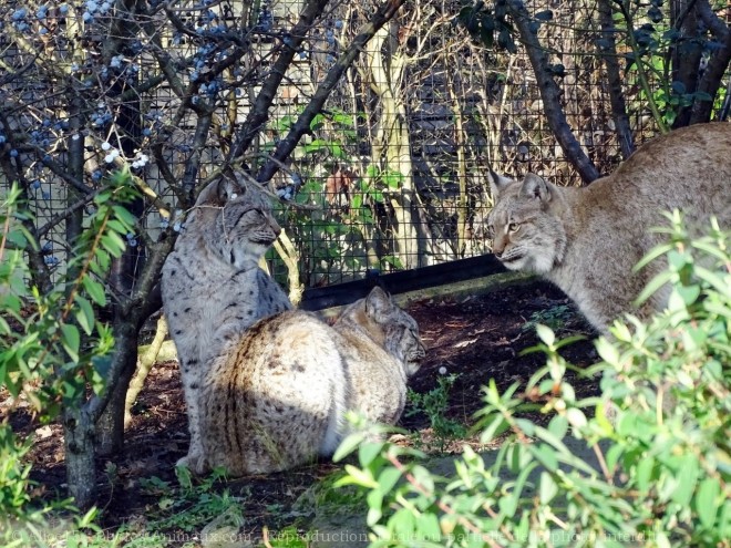 Photo de Lynx