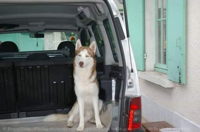 Photo de Husky siberien