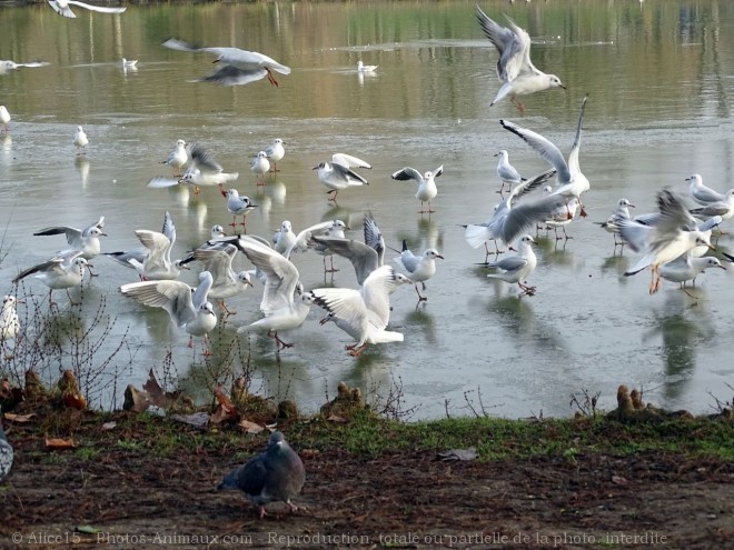 Photo de Mouette