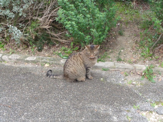 Photo de Chat domestique