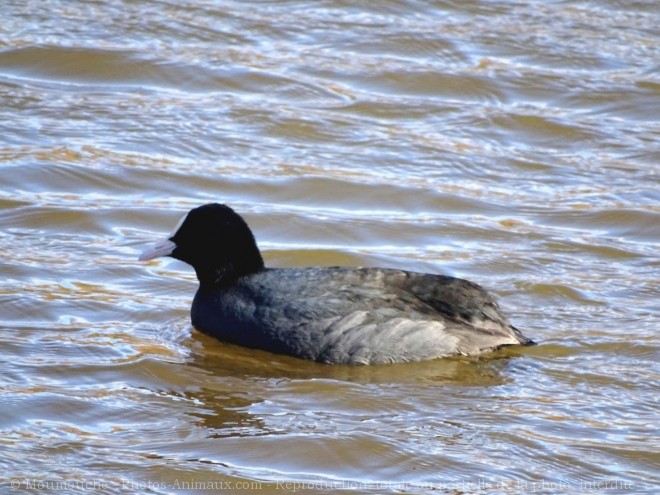 Photo de Foulque macroule