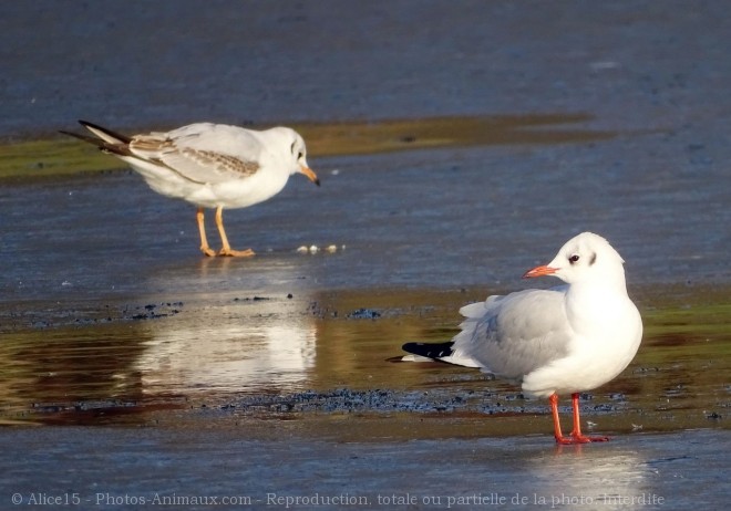 Photo de Mouette