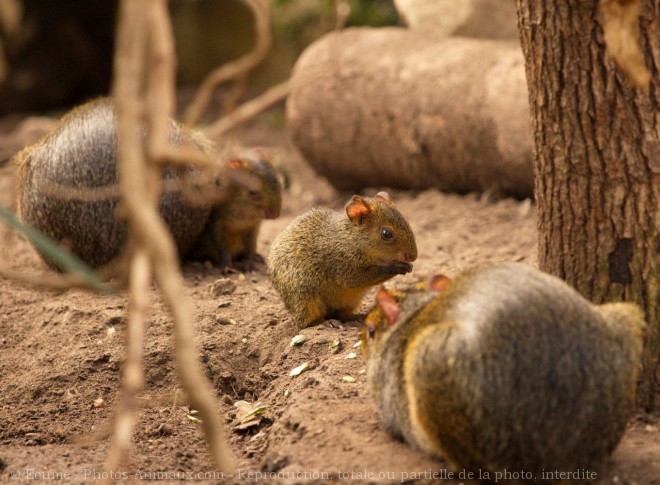 Photo d'Agouti