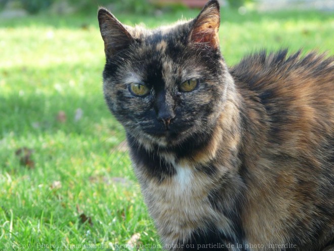 Photo de Chat domestique