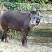 Photo de Tapir