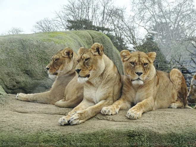 Photo de Lion