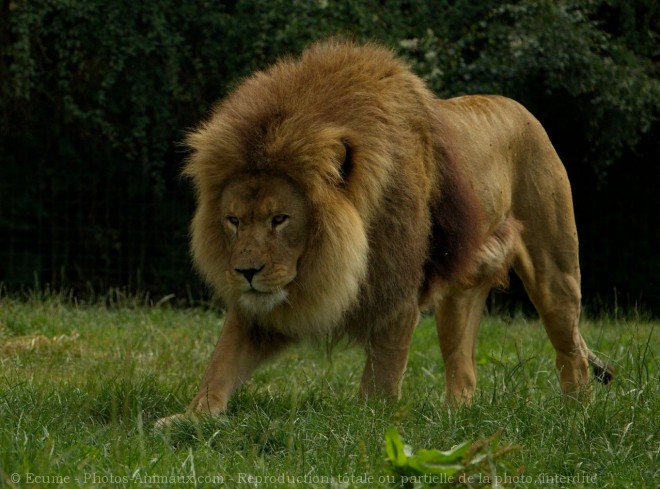 Photo de Lion