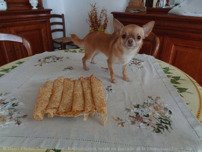 Photo de Chihuahua  poil court