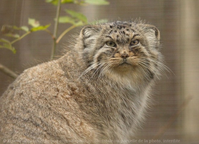 Photo de Chat de pallas