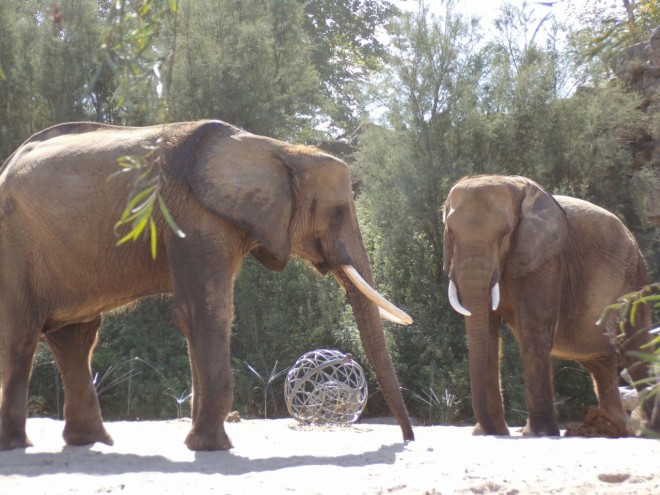 Photo d'Elphant d'afrique