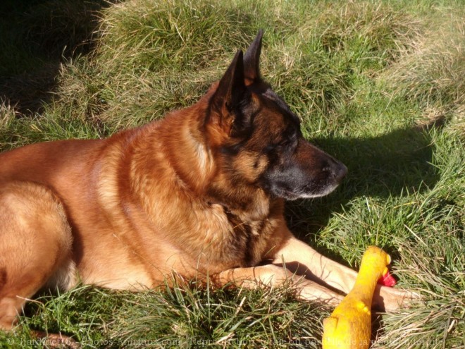 Photo de Berger belge malinois