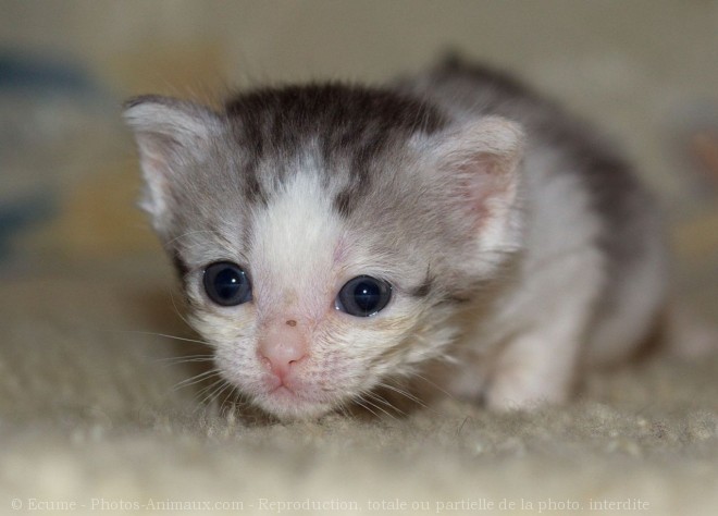 Photo de Chat domestique