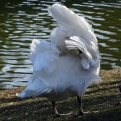 Photo de Cygne