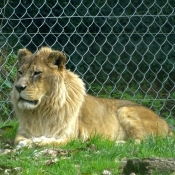 Photo de Lion