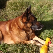 Photo de Berger belge malinois