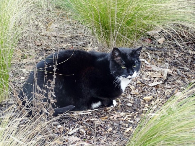 Photo de Chat domestique