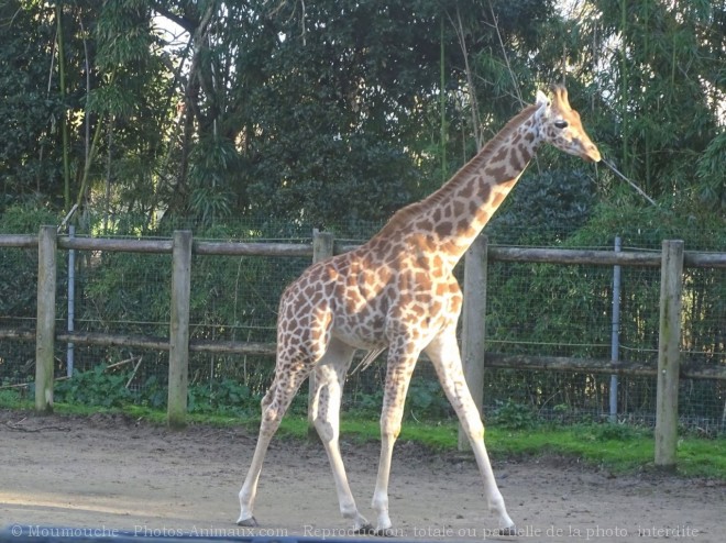 Photo de Girafe