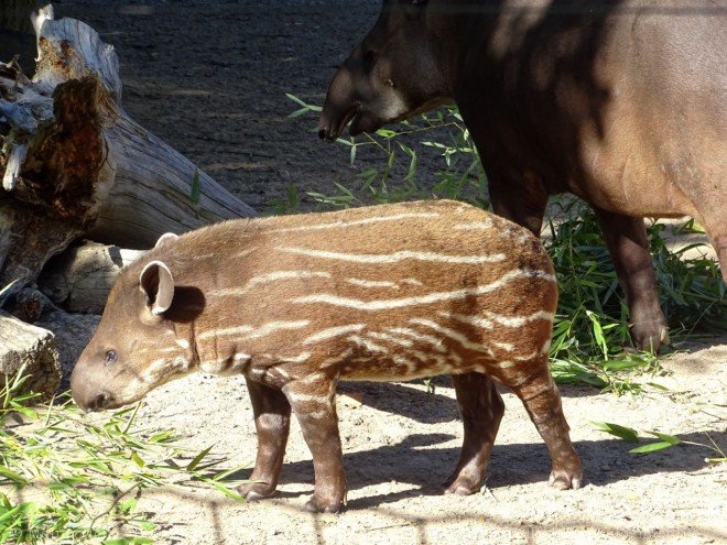 Photo de Tapir