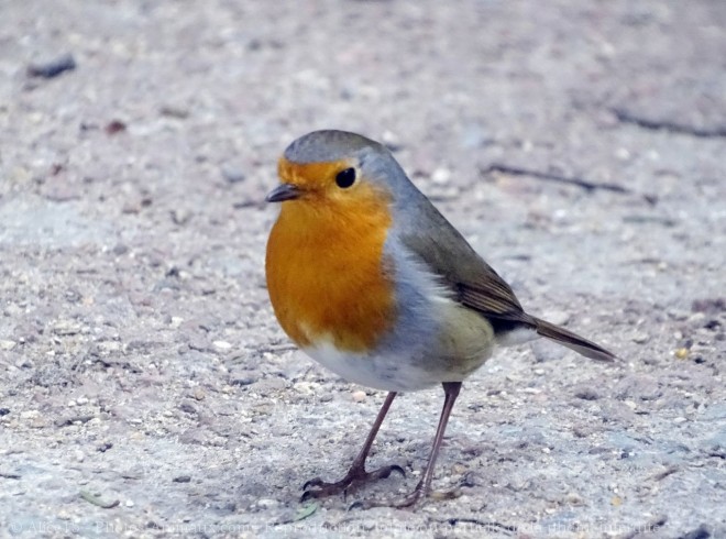 Photo de Rouge gorge