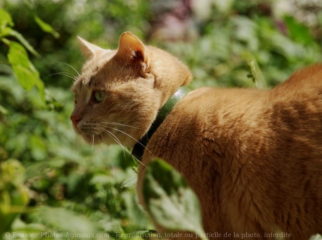 Photo de Chat domestique