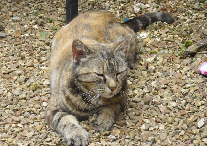 Photo de Chat domestique