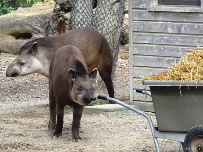 Photo de Tapir