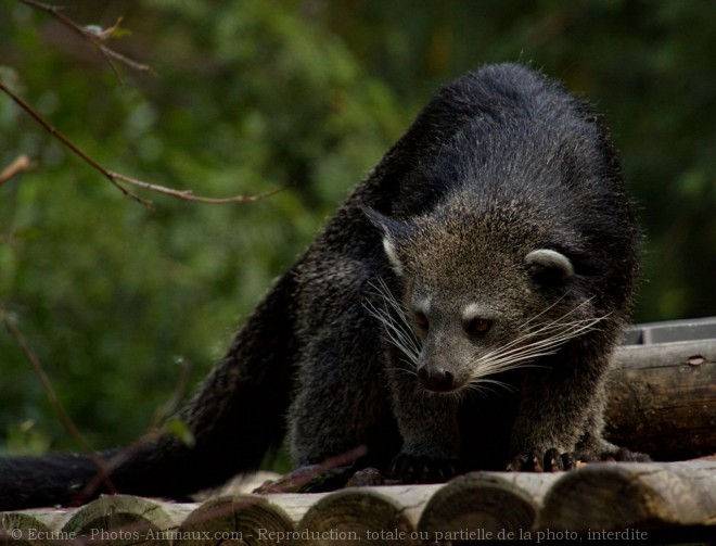 Photo de Binturong