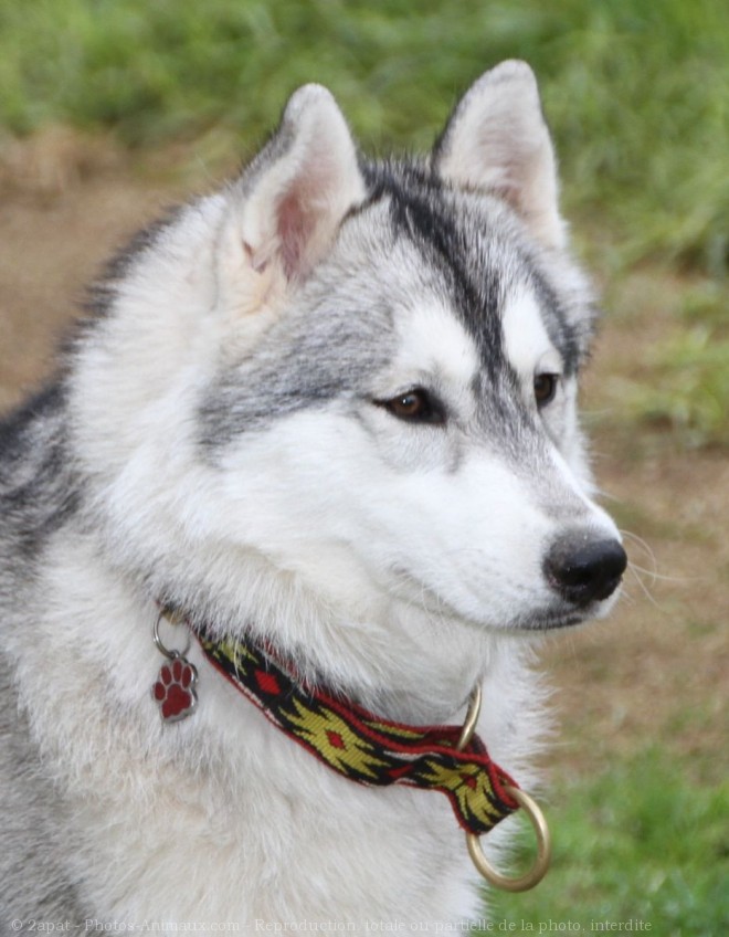 Photo de Husky siberien