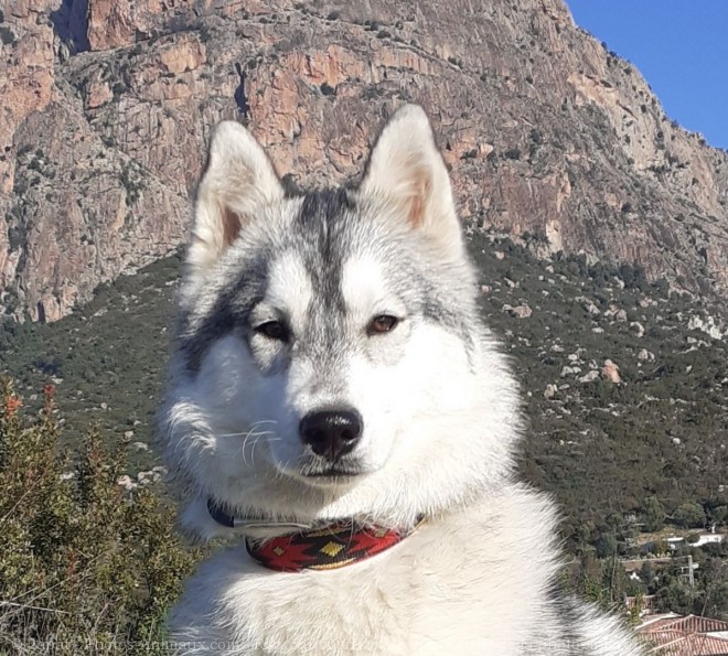 Photo de Husky siberien