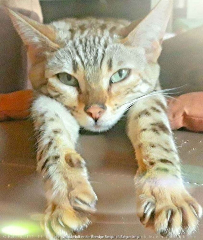 Photo de Bengal