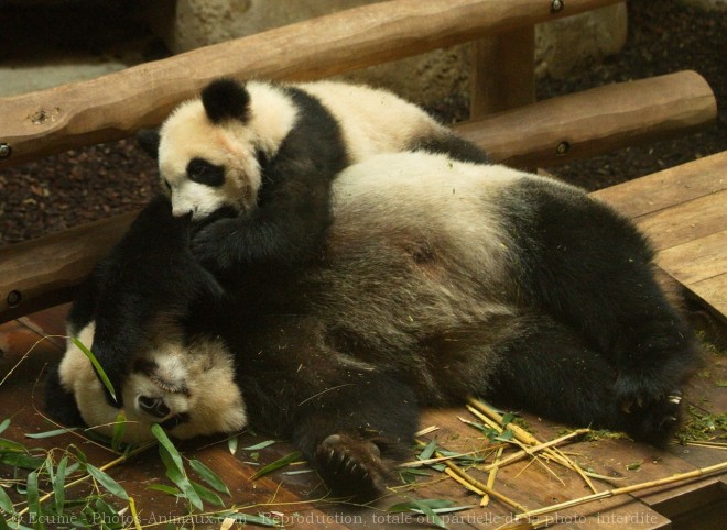 Photo de Panda