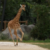 Photo de Girafe